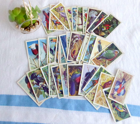 Tea Card Set Tropical Birds Brooke Bond P G Tips 1974 Full Set Plus Duplicates