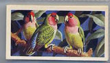 Tea Card Set Tropical Birds Brooke Bond P G Tips 1974 Full Set Plus Duplicates