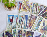 Tea Card Set Tropical Birds Brooke Bond P G Tips 1974 Full Set Plus Duplicates