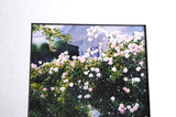 Rose Arbor Watercolor Print Barbara Fox Matted 1992 Victorian Garden Picket Fence